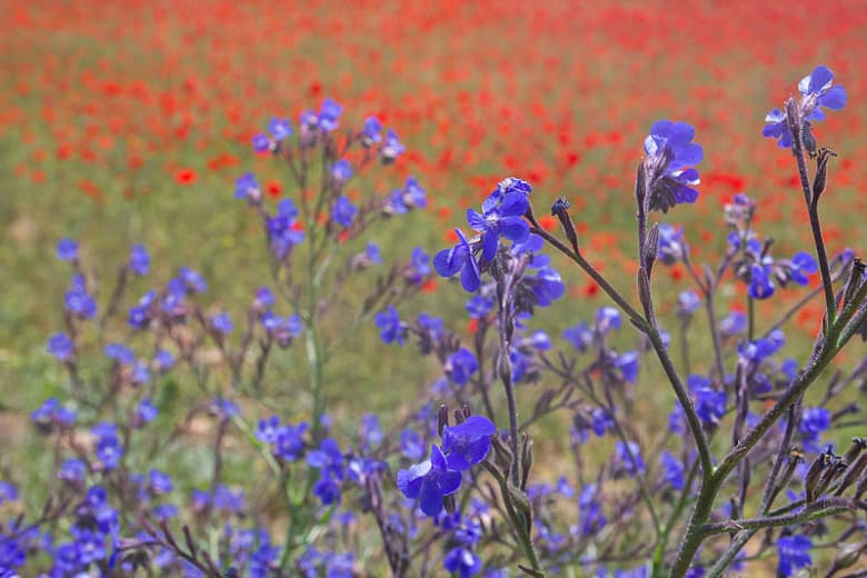 Anchusa azurea (итальянский стеклярус)