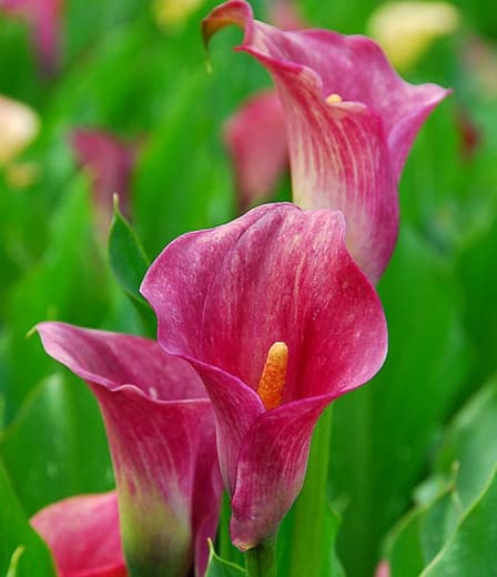 Зантедескья рехманний(Розовая Калла Лилия)