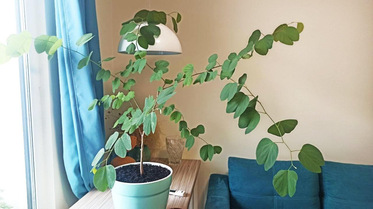 Баухиния пурпурная (лат. Bauhinia purpurea)