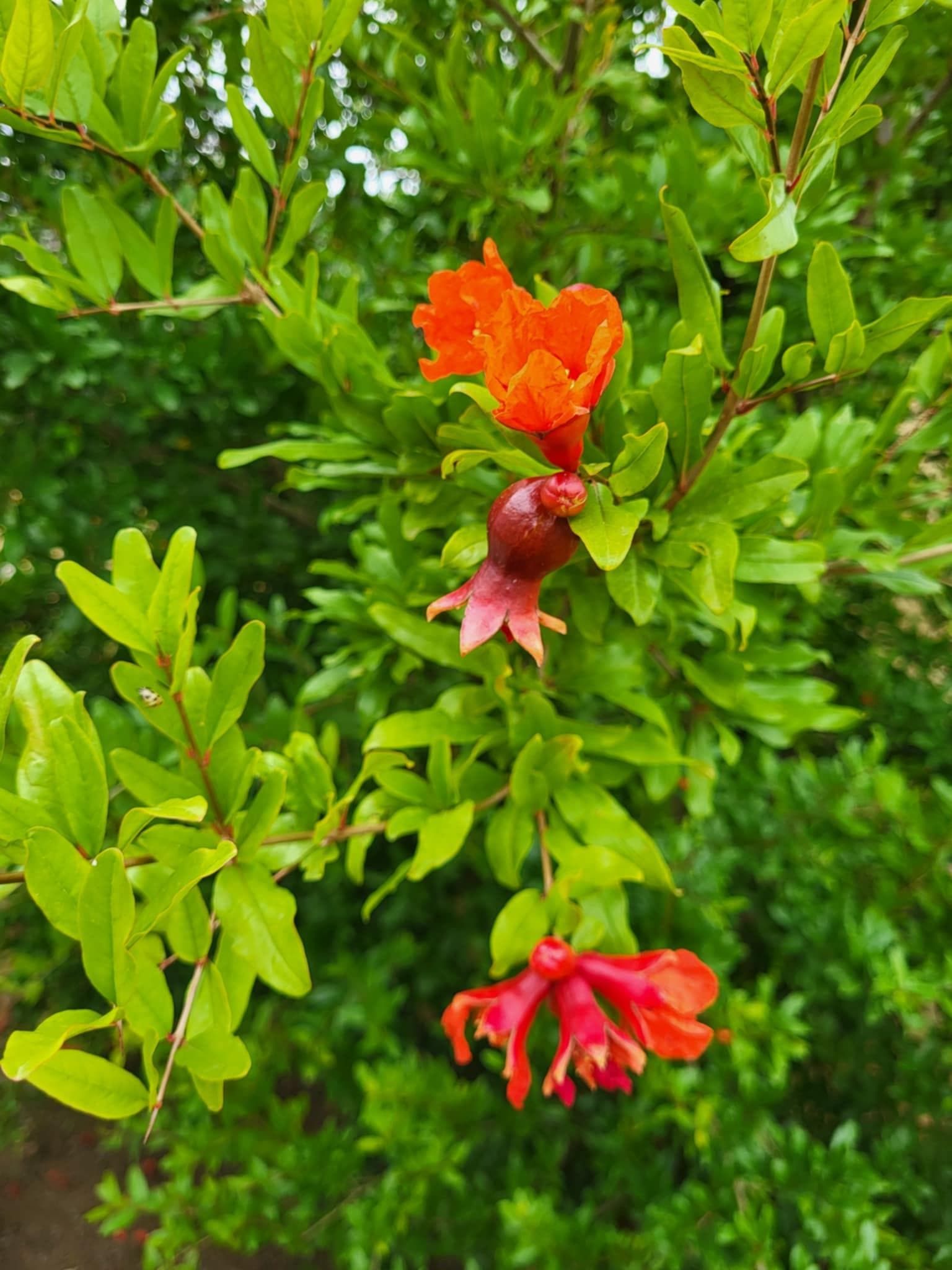 Гранат, или Гранатовое дерево (Punica granatum)