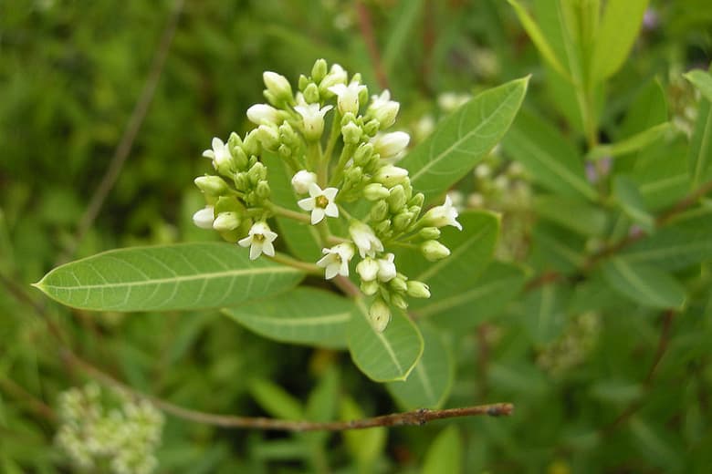 Apocynum cannabinum (индийская конопля)