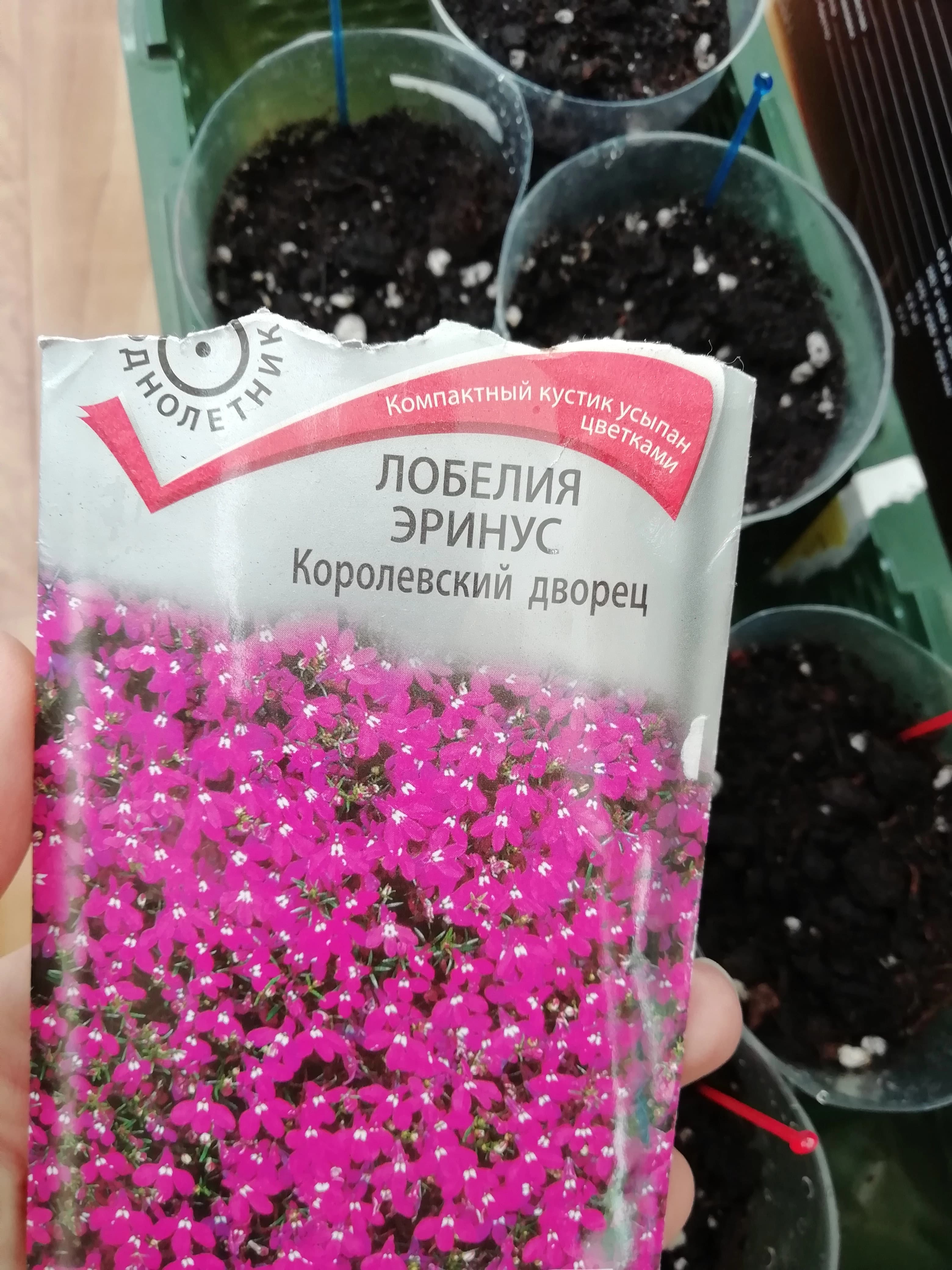 Первые всходы лобелии.