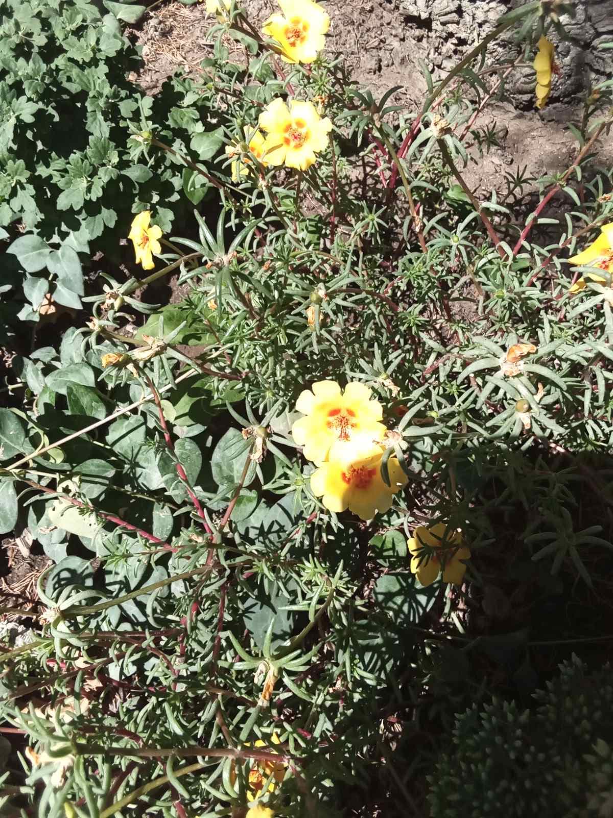 Портулак крупноцветковый. Красивый почвопокровник или горшочное растение.