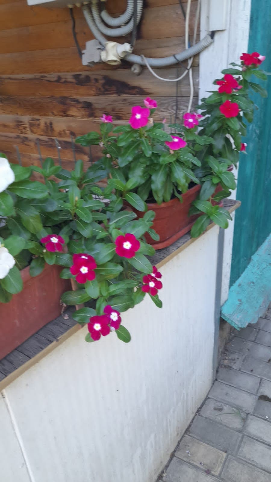 Катарантус ампельный.