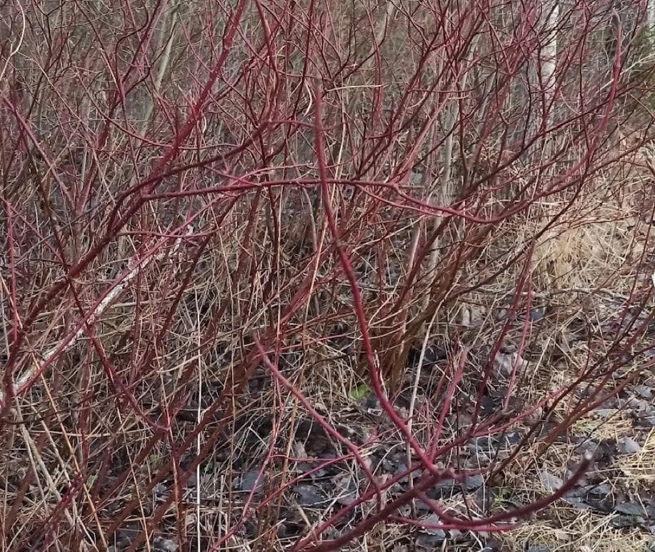 Дерен белый (Cornus alba)