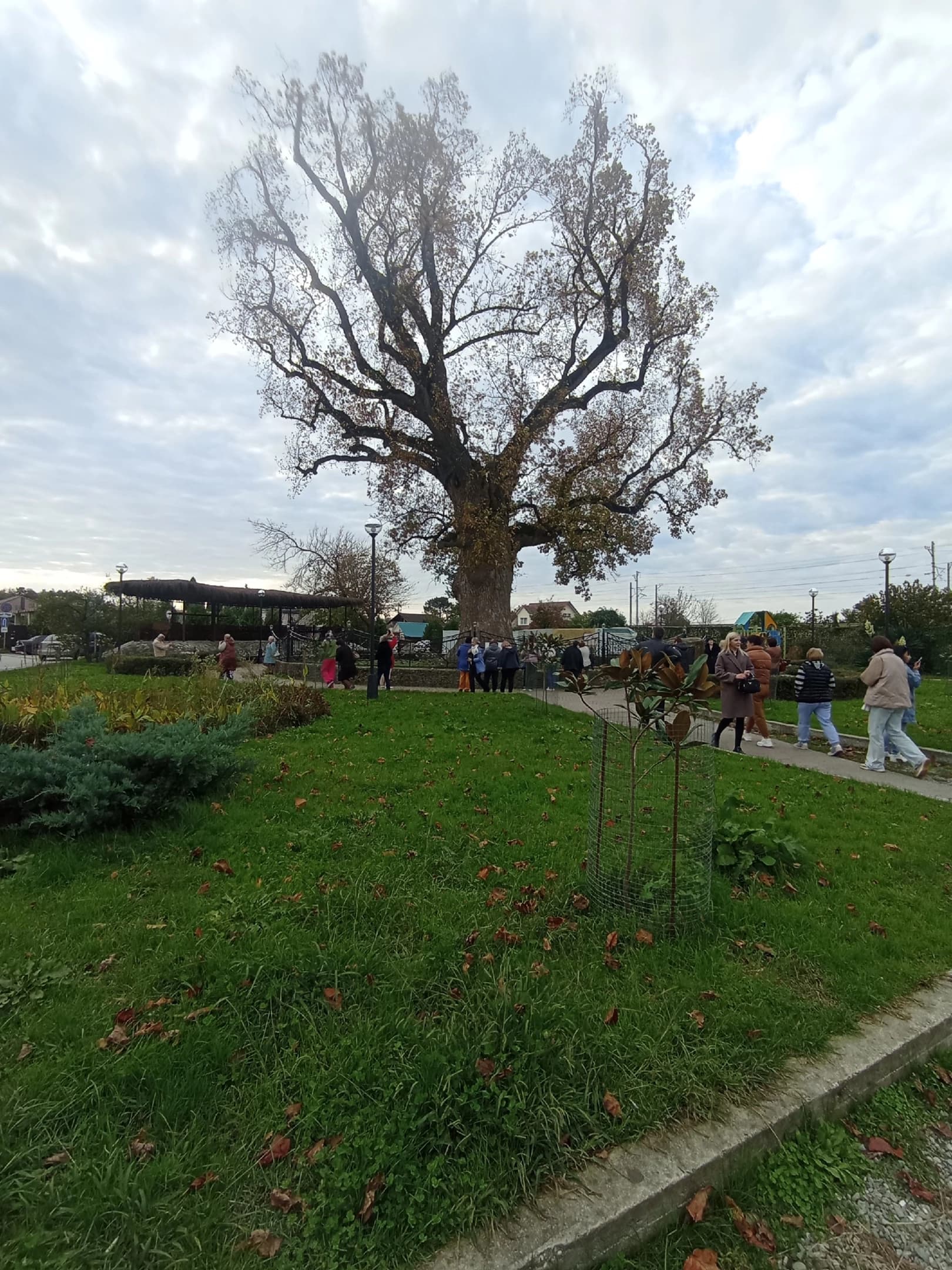 Знаменитое тюльпановое дерево, которому более 250лет.