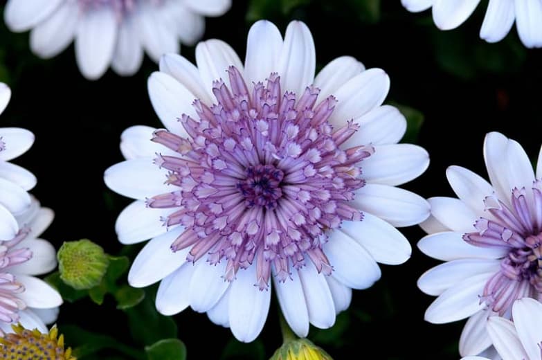 Osteospermum '4D Silver' (Африканская маргаритка)