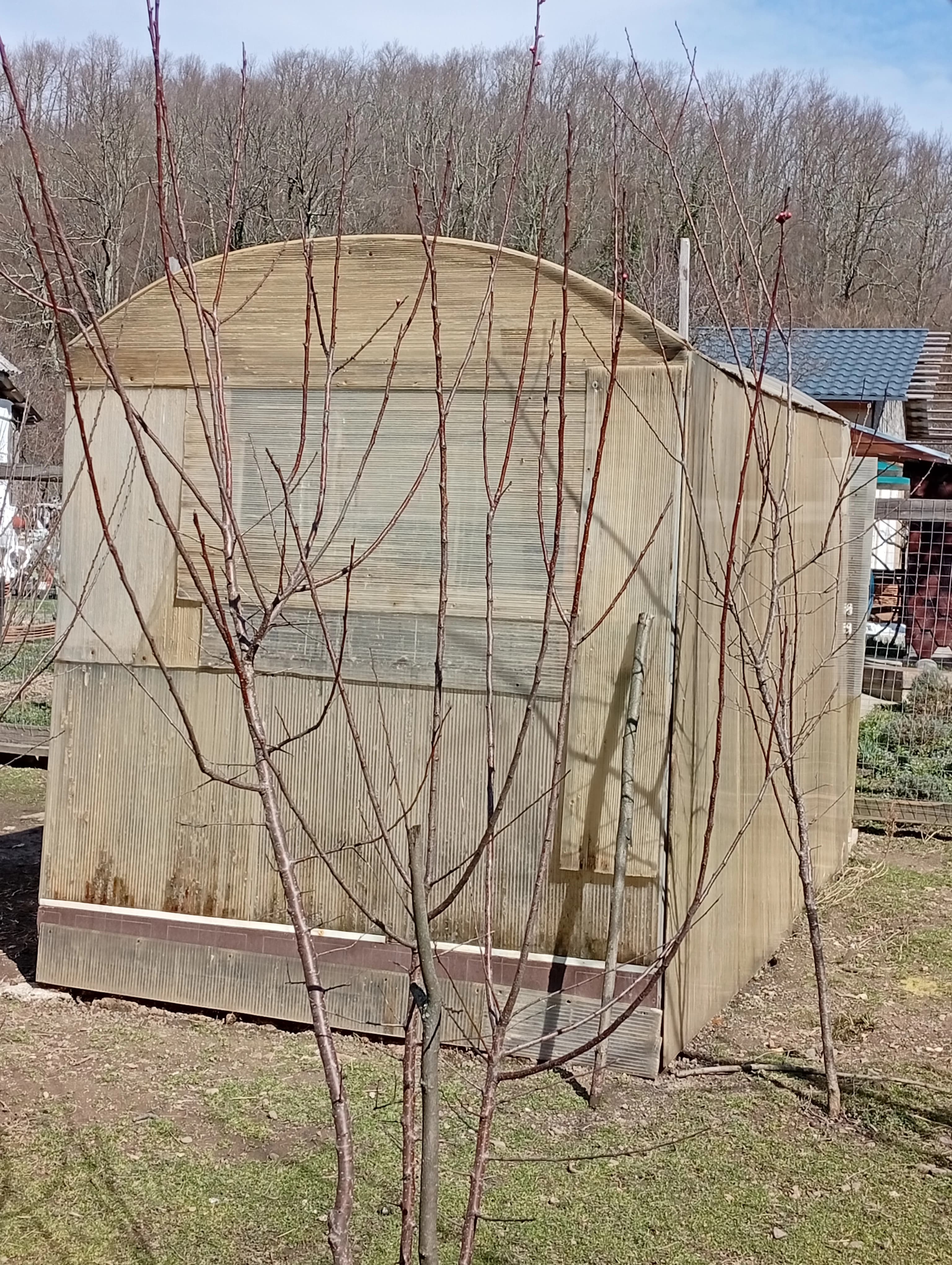 Первое цветение абрикоса, выращенного из косточки.