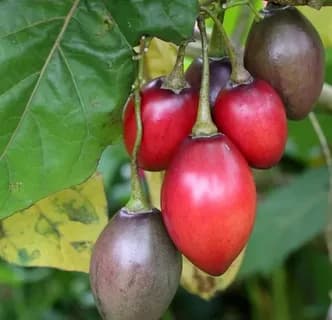 Цифомандра свекольная Руби Ред