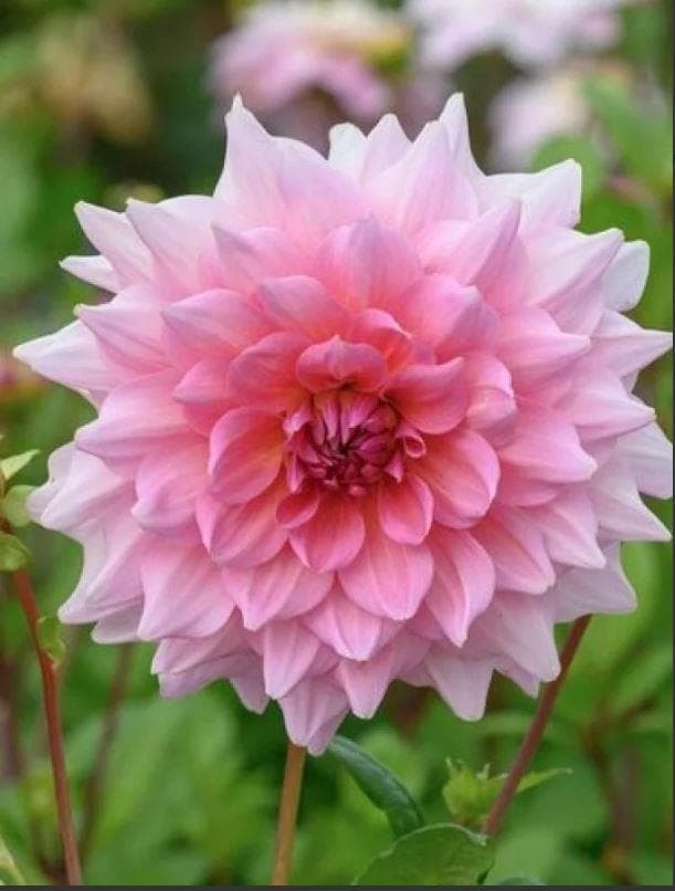 Георгина Otto's Thrill (Dahlia 'Otto's Thrill')