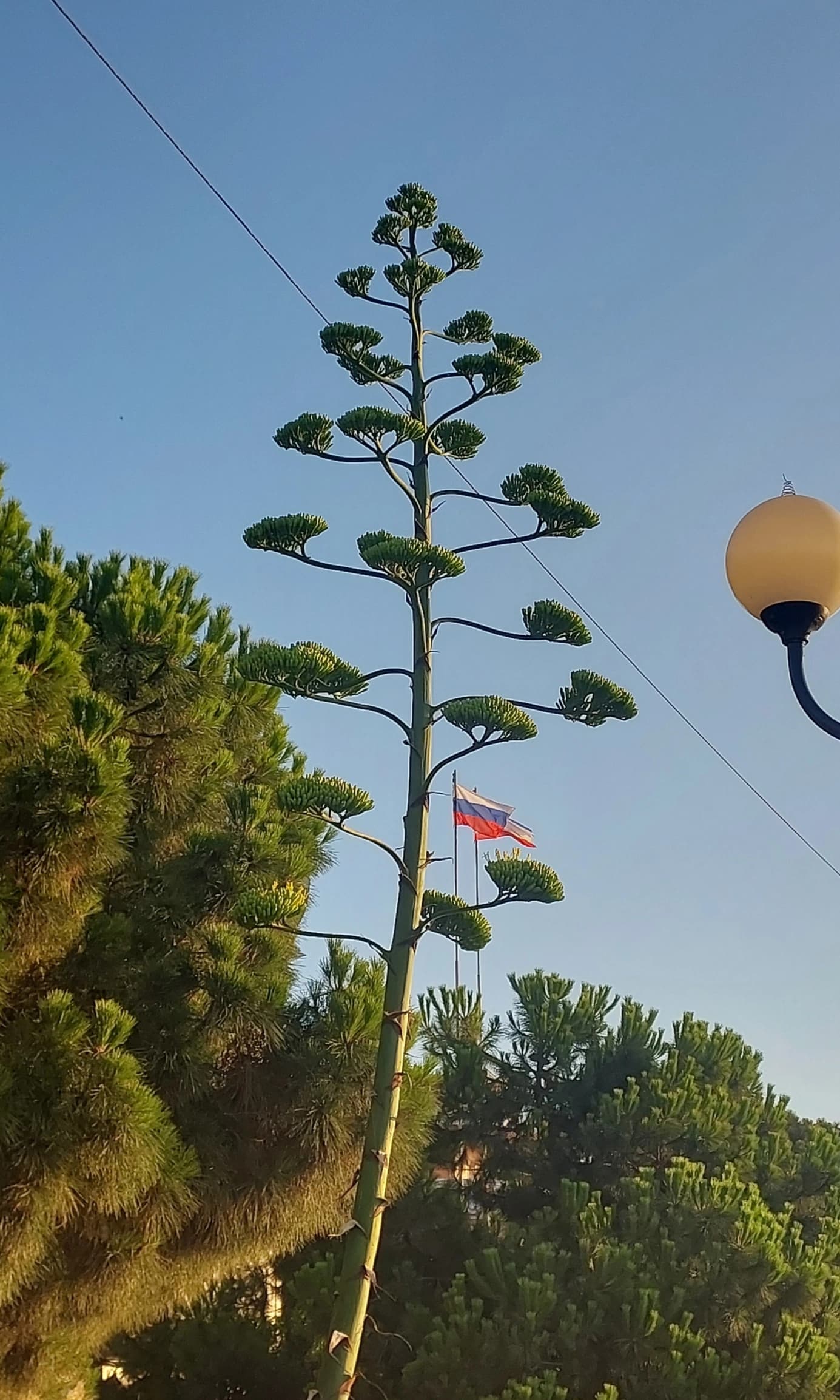 Цветёт агава на набережной Алушты.