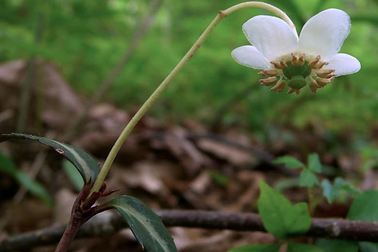 Chimaphila maculata (Пятнистый винтергрин)