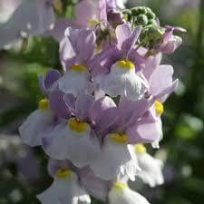 Nemesia 'Седьмое небо'