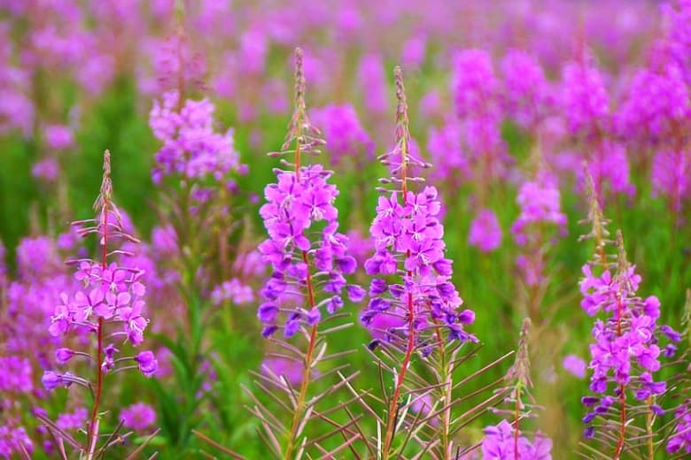 Chamaenerion angustifolium (Кипрей)