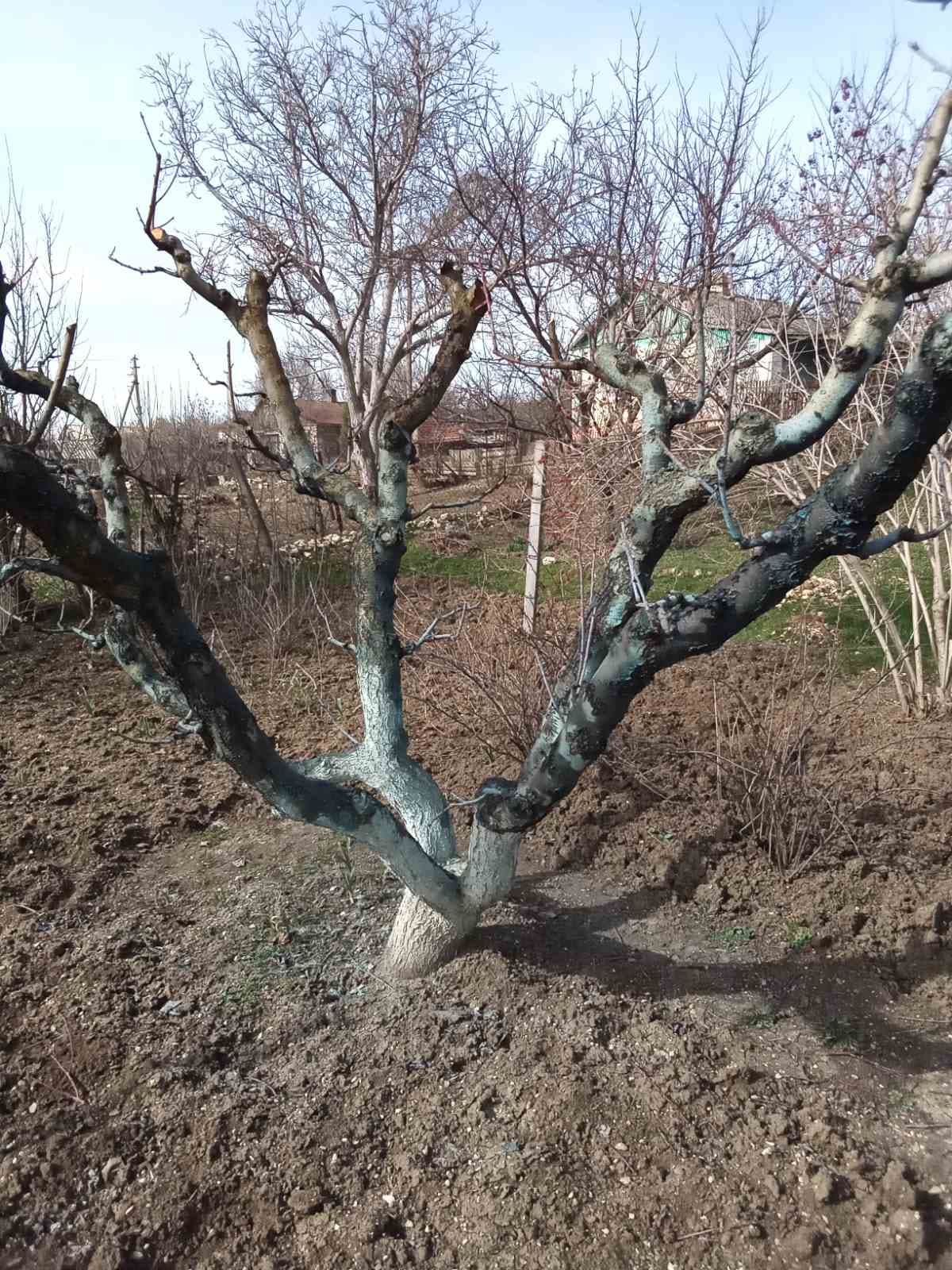 Обрезка и обработка деревьев персика.