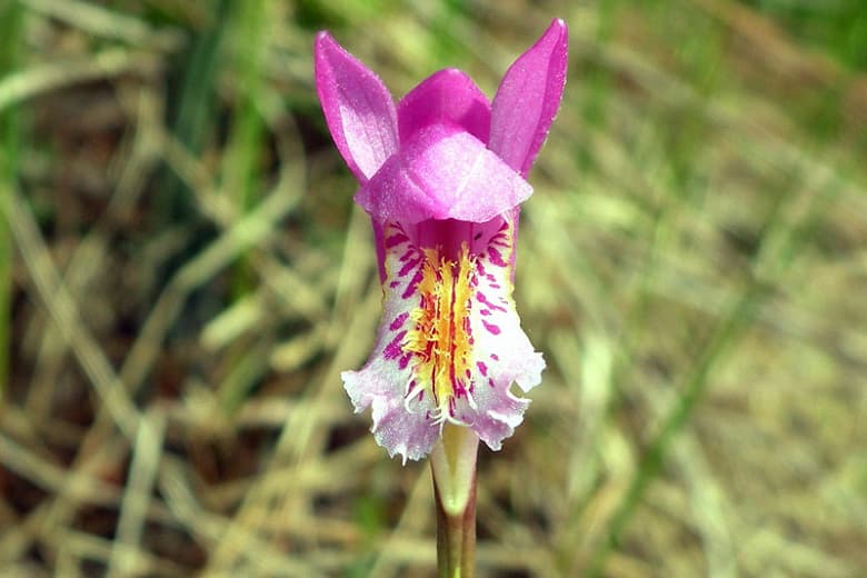 Arethusa bulbosa (Пасть дракона)