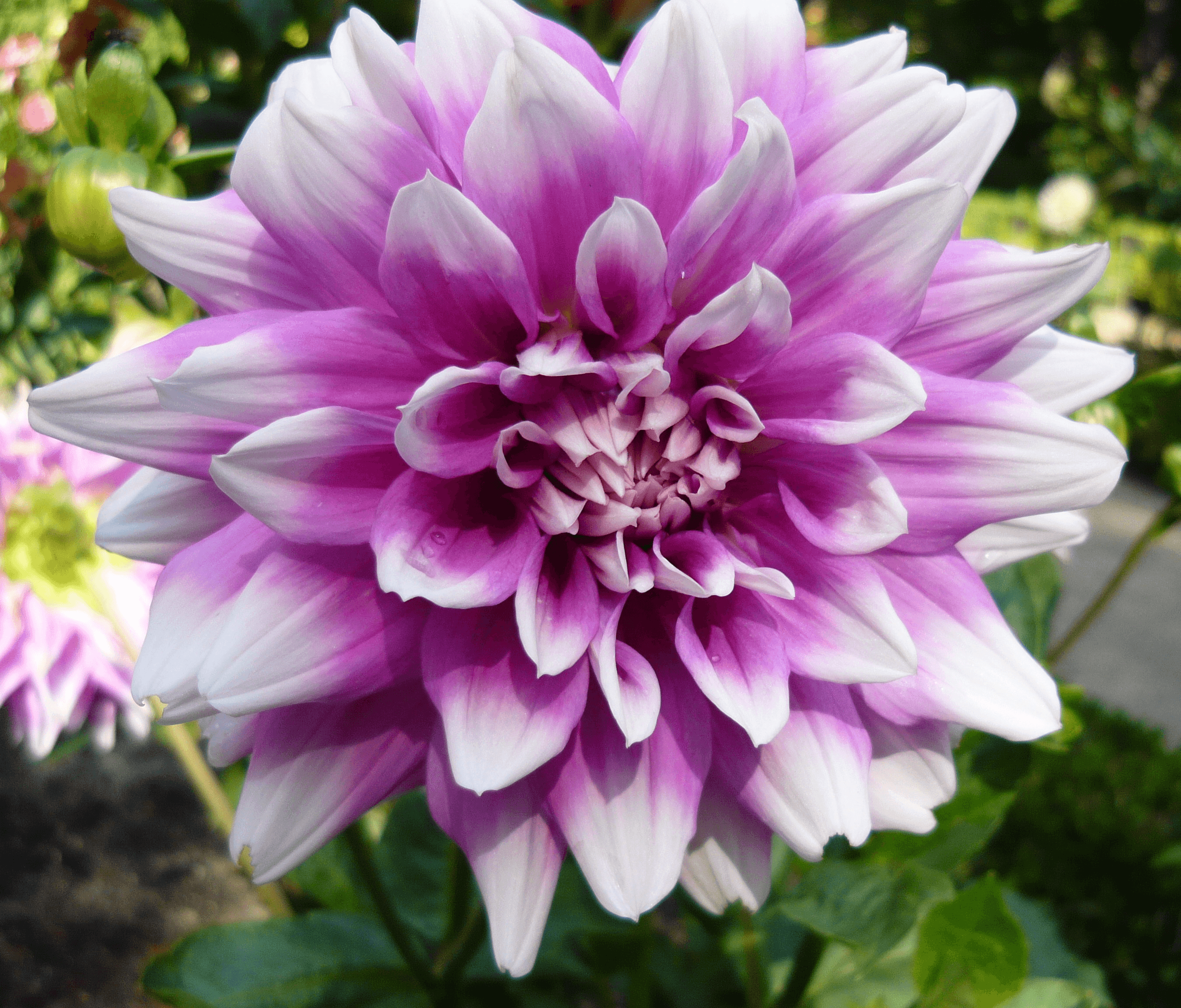 Dahlia 'Жан-Мари'