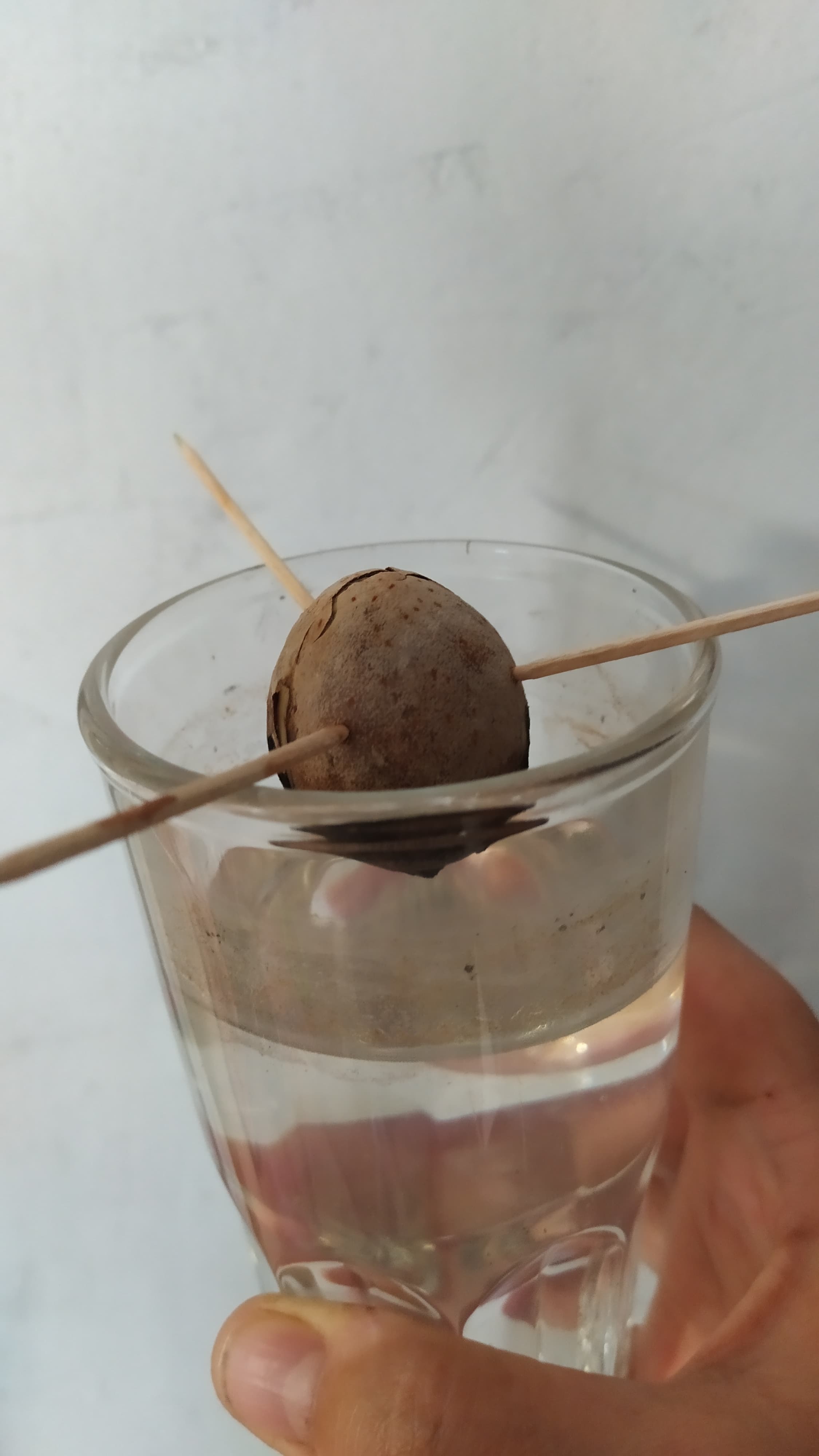 Авокадо, выращивание из косточки (часть 1).