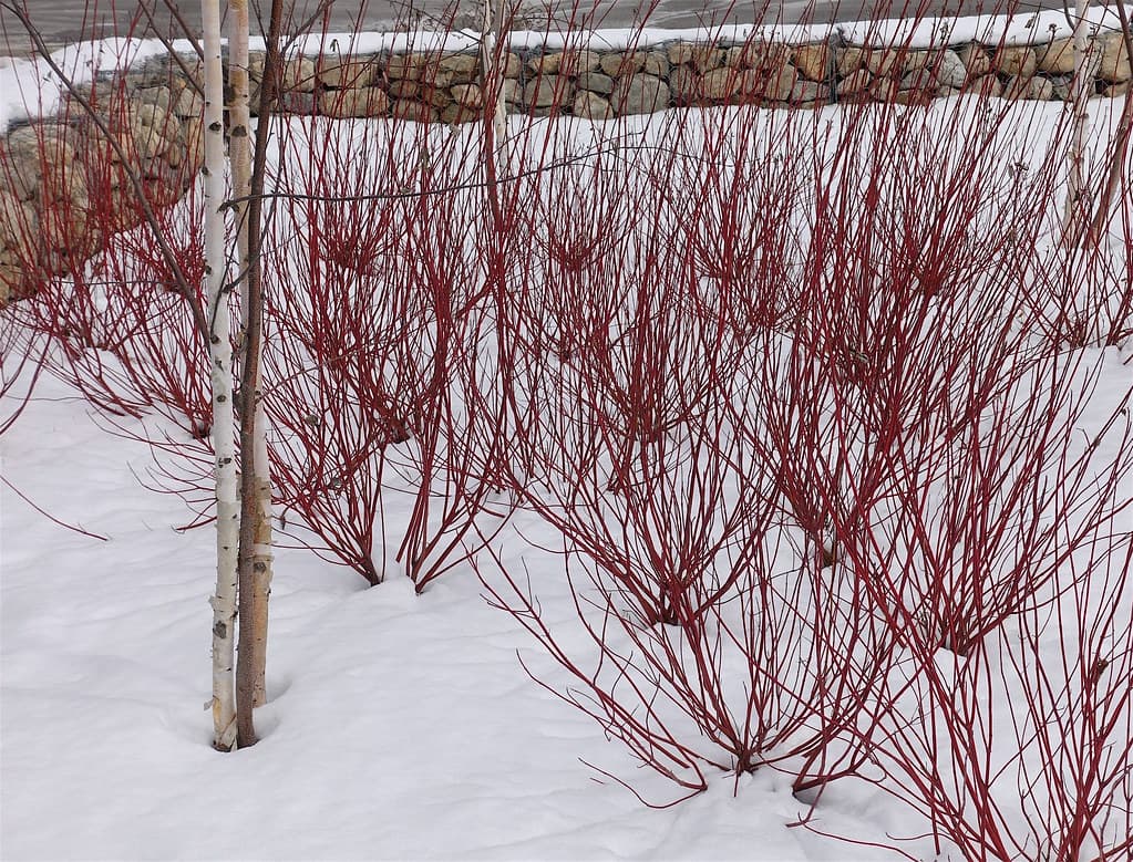 Кизил блестящий (Сорт "Зимнее пламя" ("Winter Flame"))