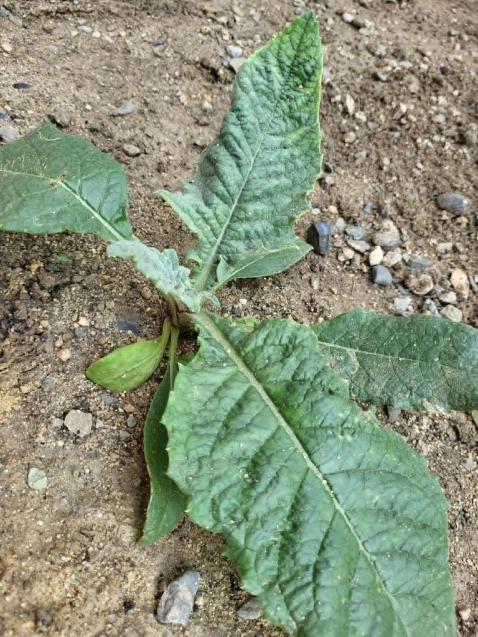 Садовый артишок (Cynara cardunculus)