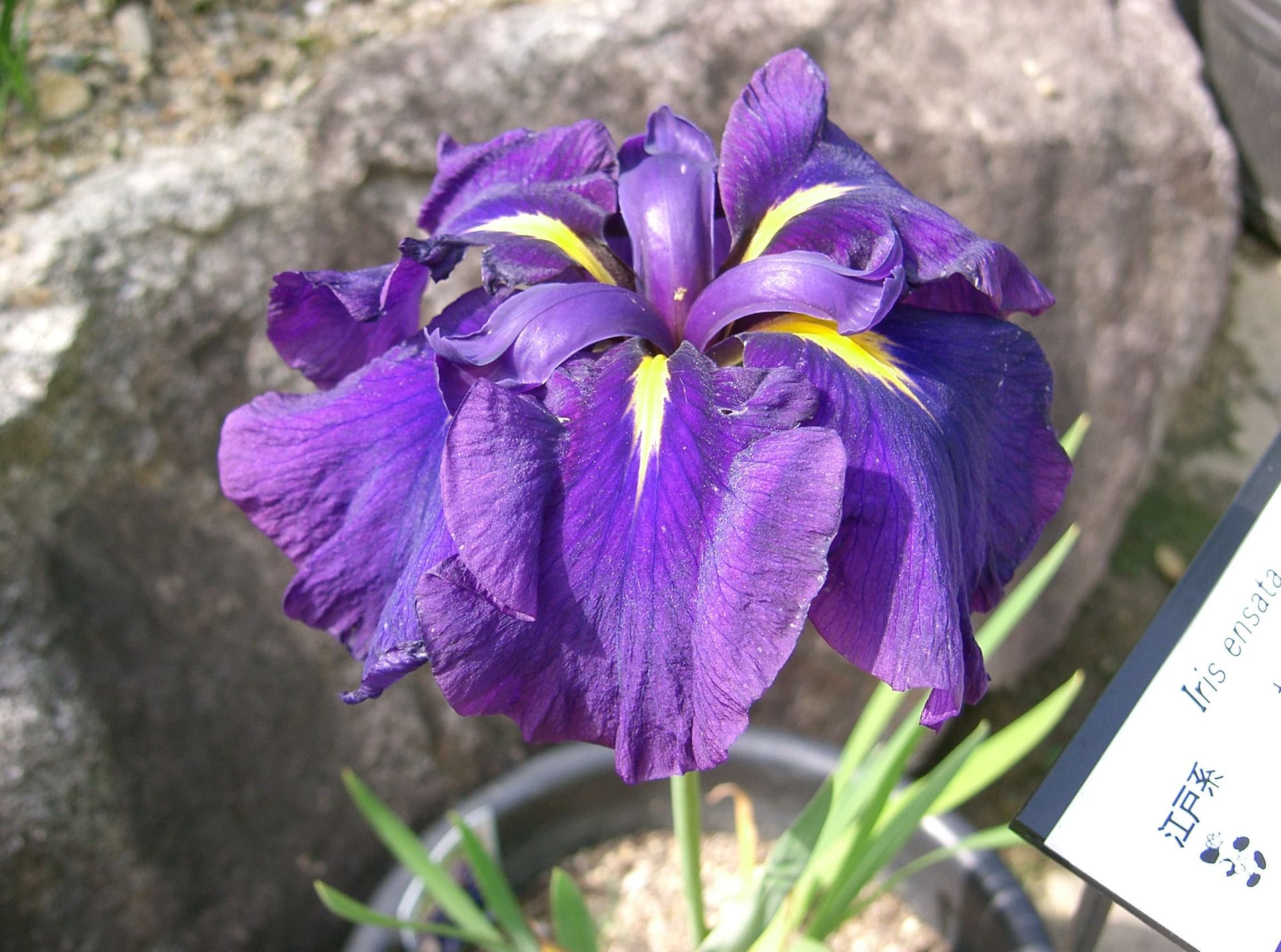 Японский ирис 'Variegata'