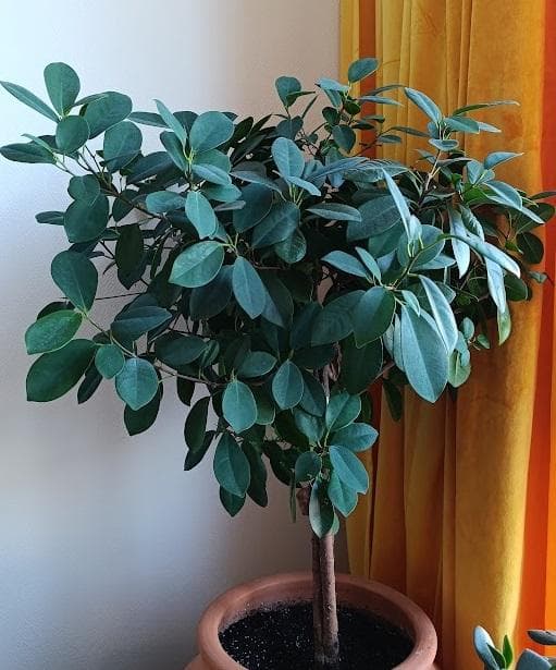 Фикус Формоза (Ficus formosana)