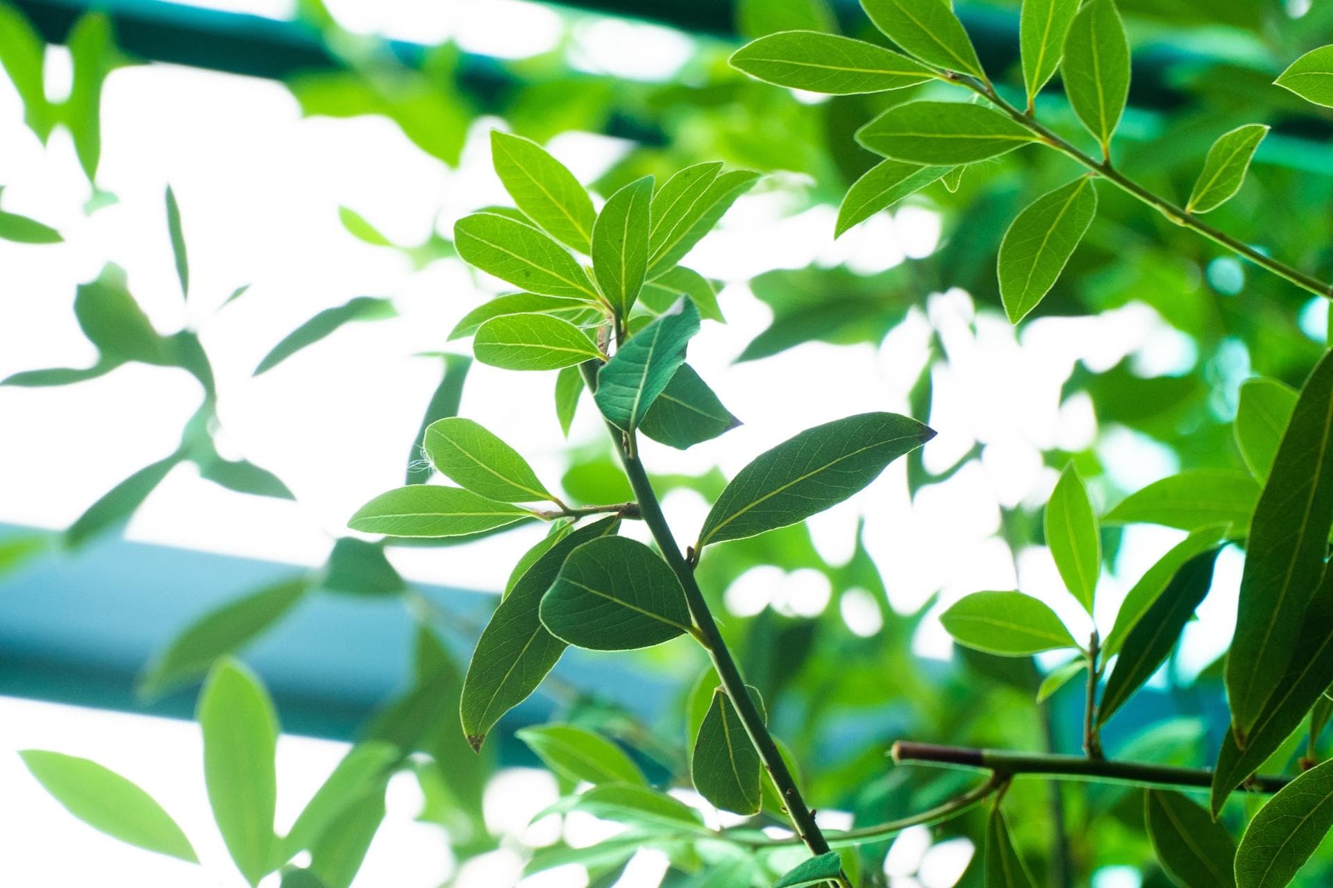 Лавр благородный (LAURUS NOBILIS)