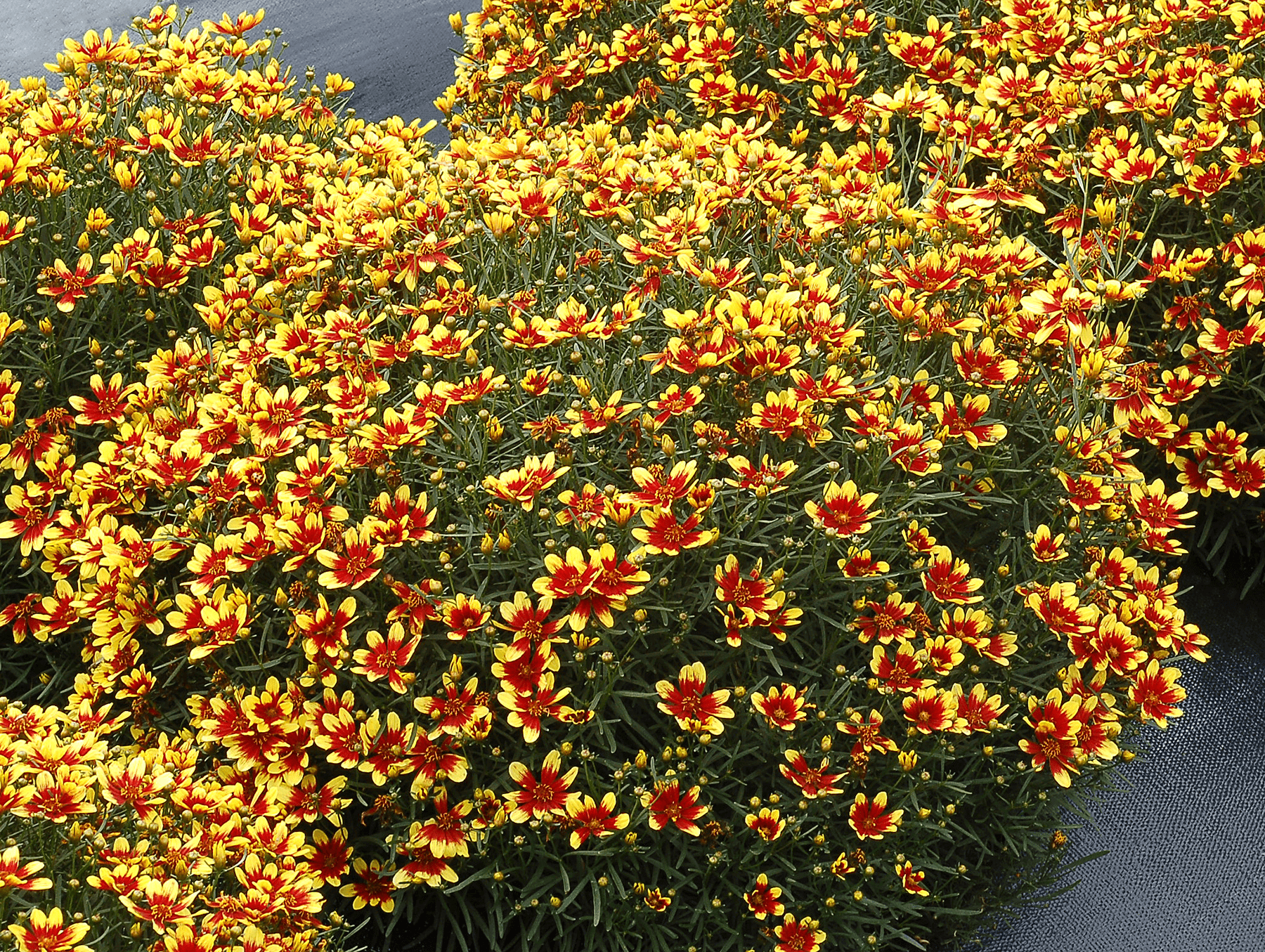 Кореопсис HONEYBUNCH™ Красный и Золотой