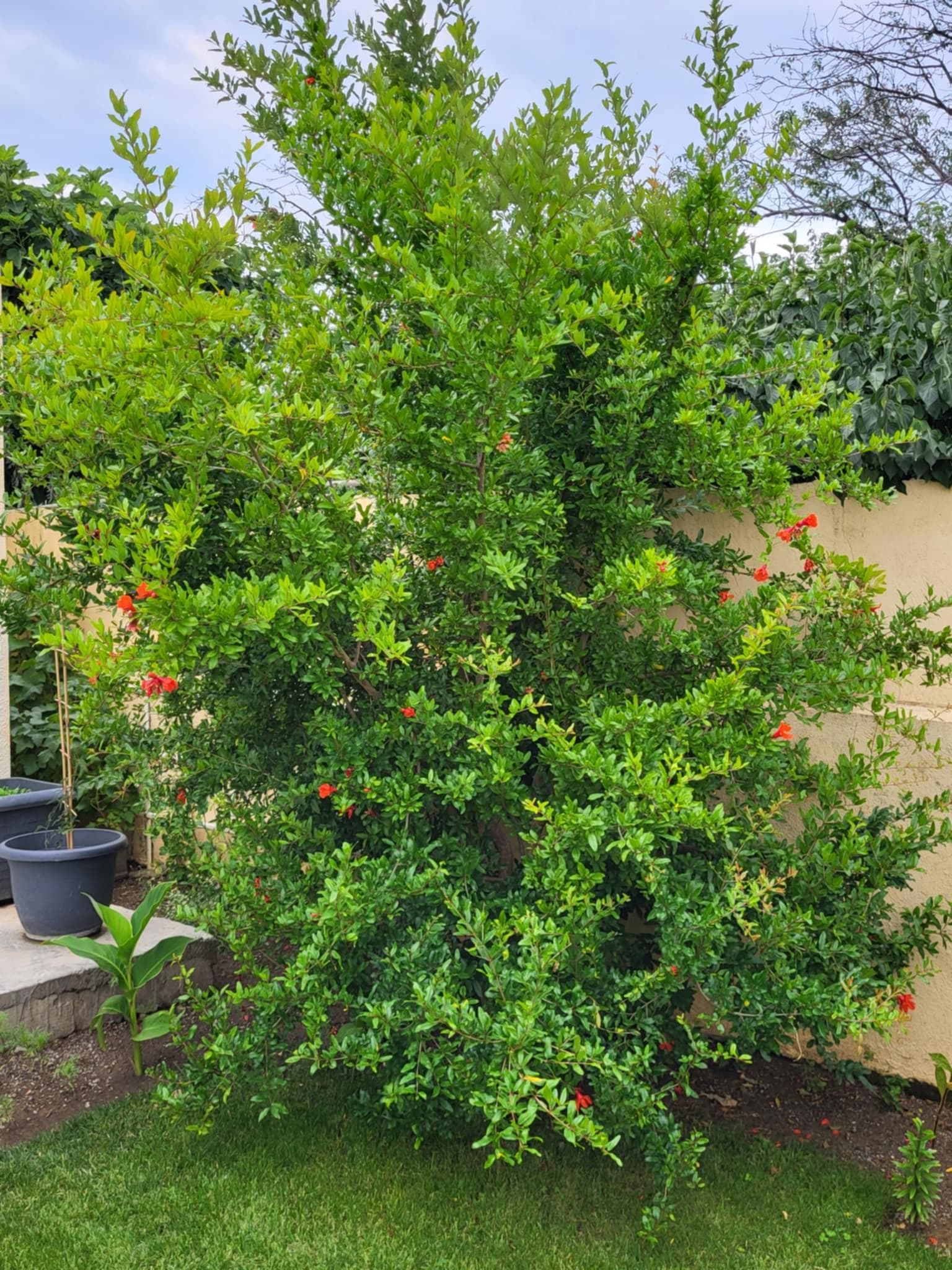 Гранат, или Гранатовое дерево (Punica granatum)