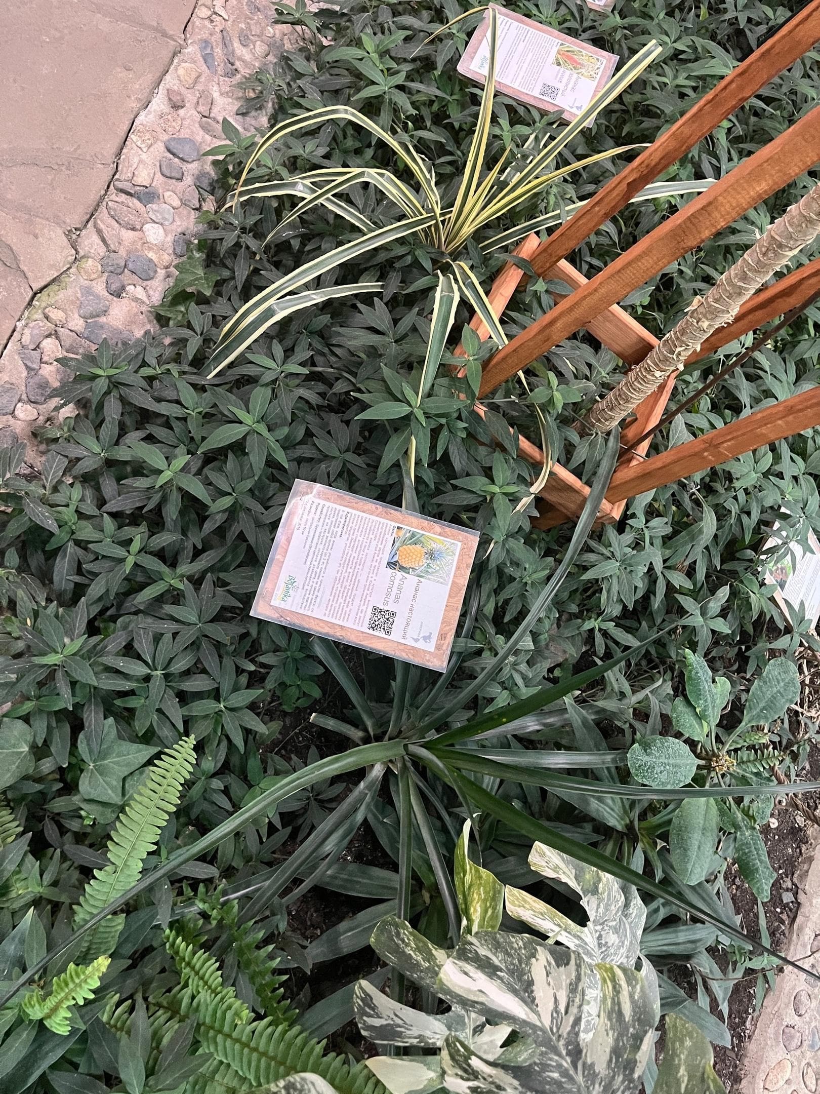 Ананас обыкновенный (Ananas comosus)
