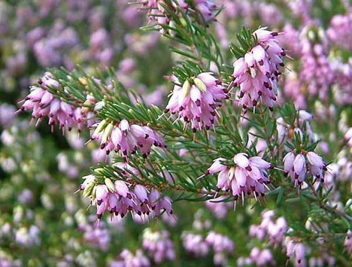 Erica x darleyensis 'Призрачные холмы' (Зимняя пустошь)