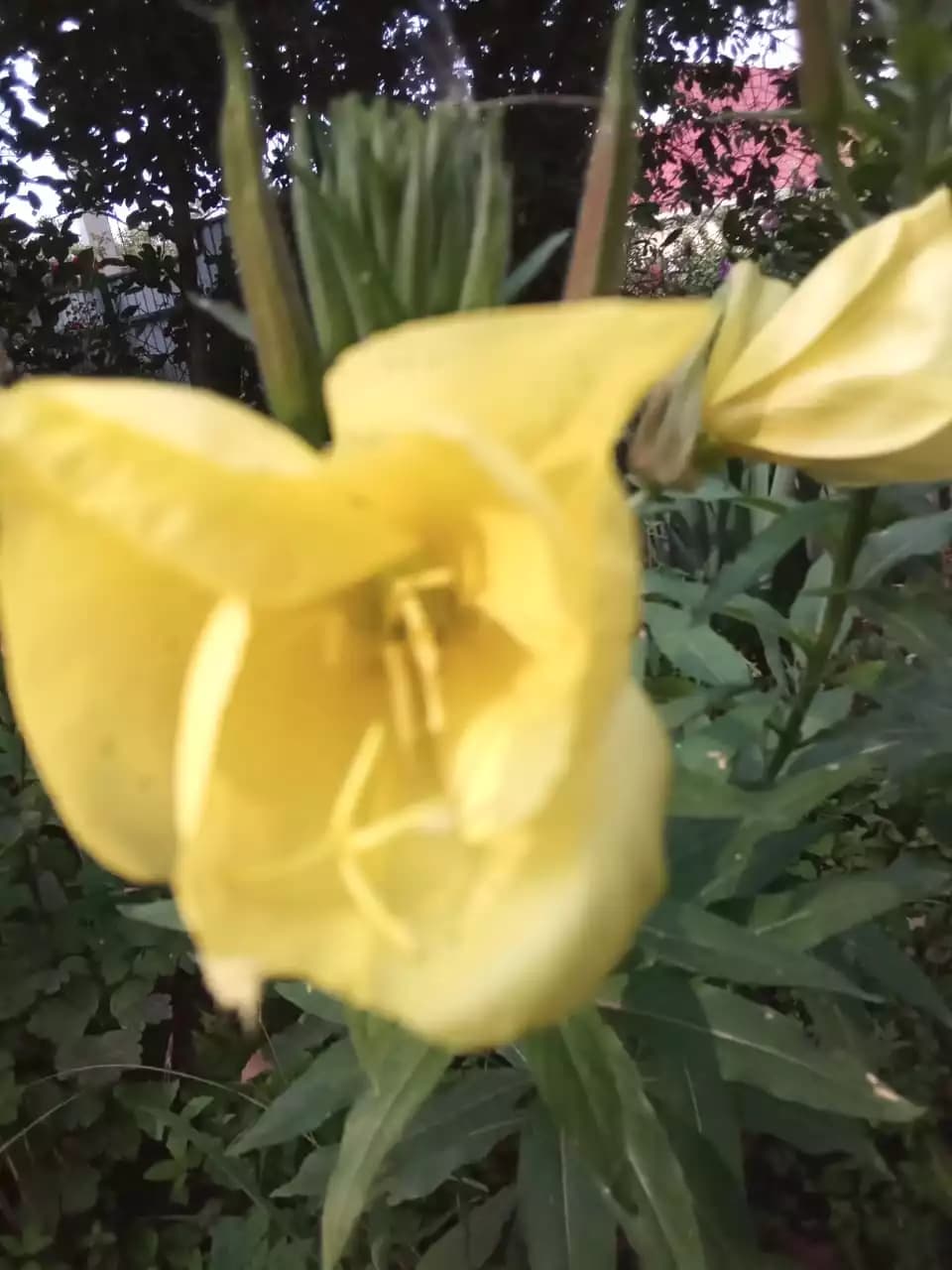 Разные виды многолетней энотеры.