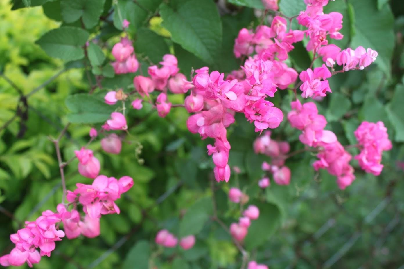 Антигонон тонковатый (лат. Antigonon leptopus)