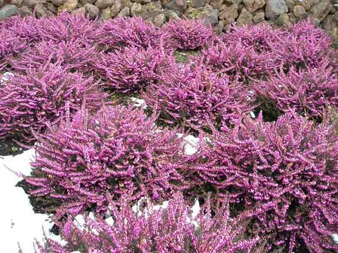 Erica x darleyensis 'Kramer's Rote' или 'Kramer's Red' (Зимняя пустошь)