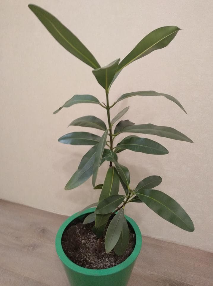 Таману, или александрийский лавр (Calophyllum inophyllum)