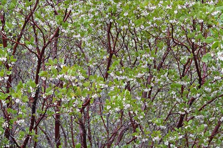 Arctostaphylos manzanita (Обыкновенная манзанита)