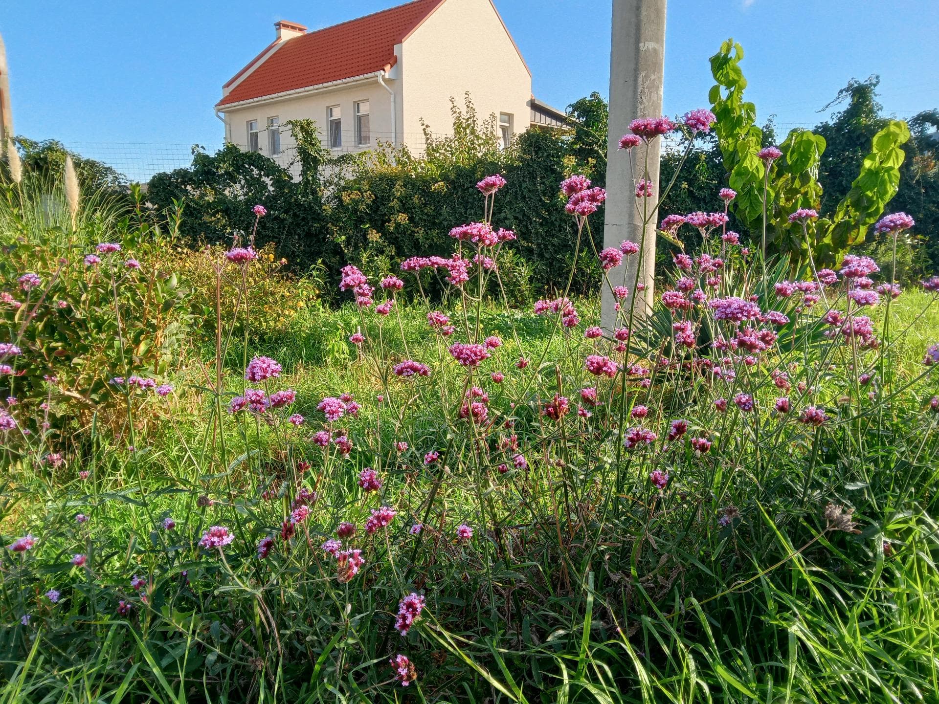 Вербена бонарская