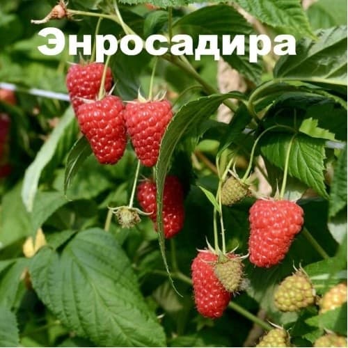 Сажаем ремонтантные сорта малины.