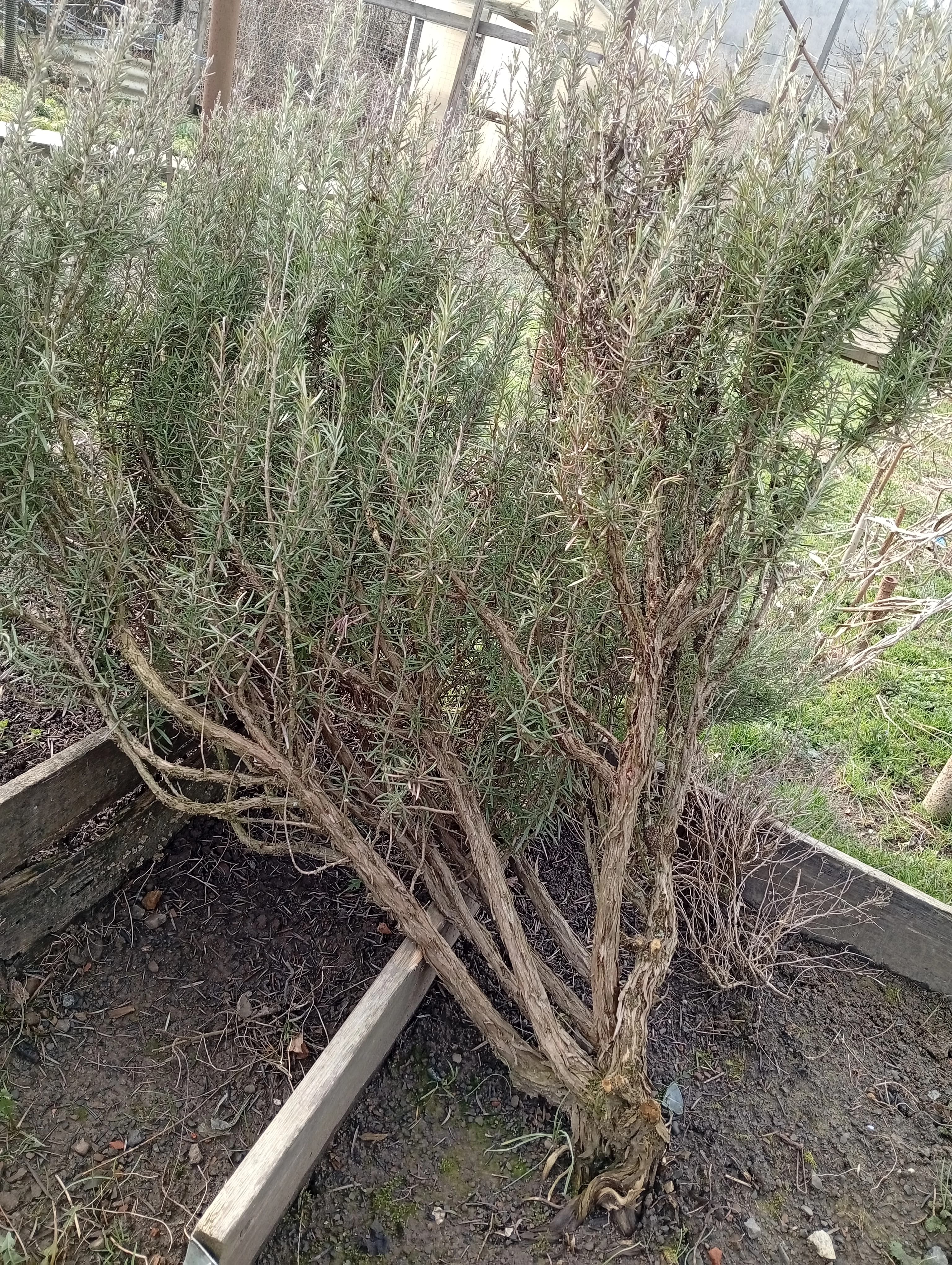 Обрезаем розмарин. Куст упал после зимы.