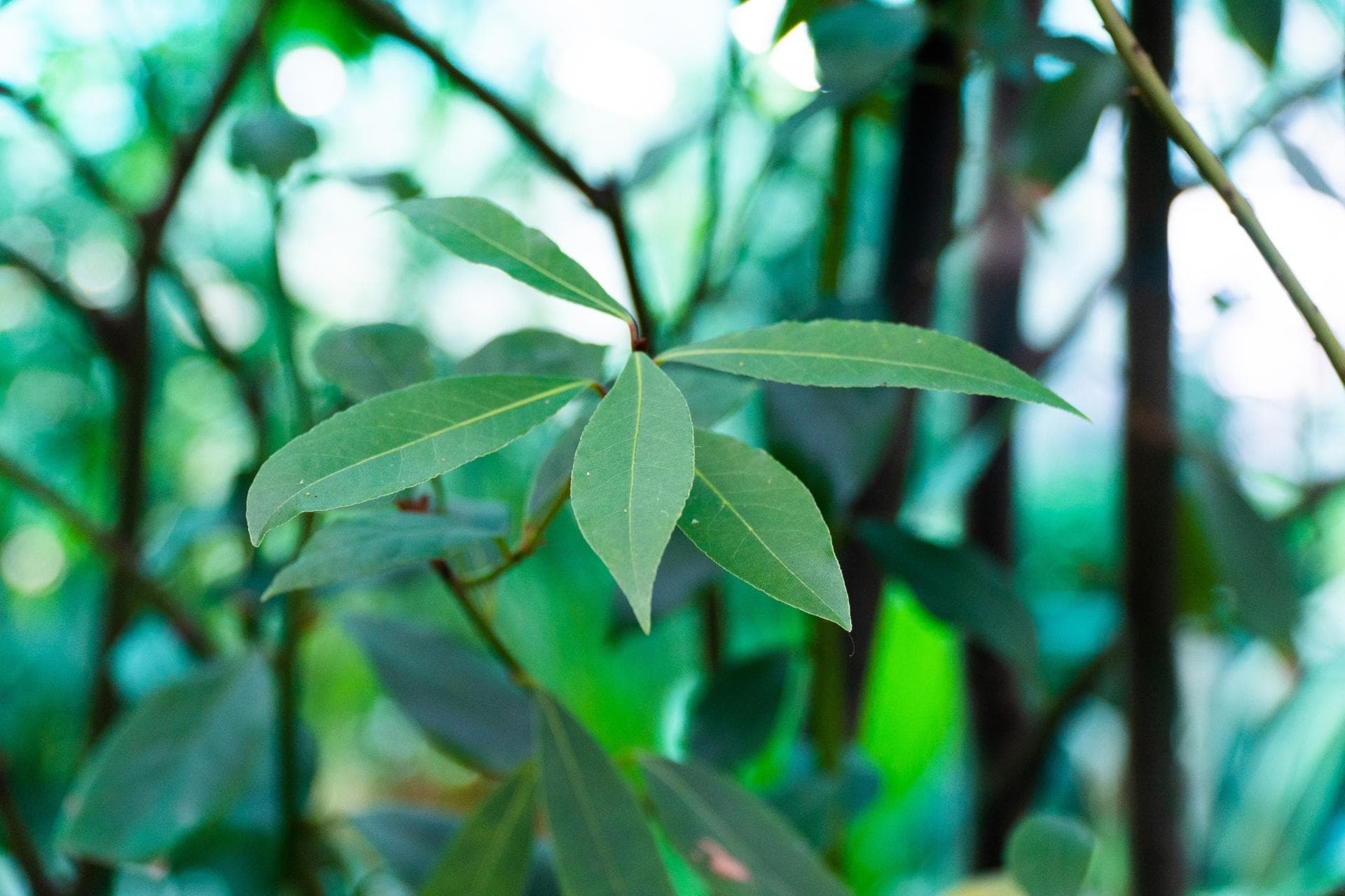 Лавр благородный (LAURUS NOBILIS)