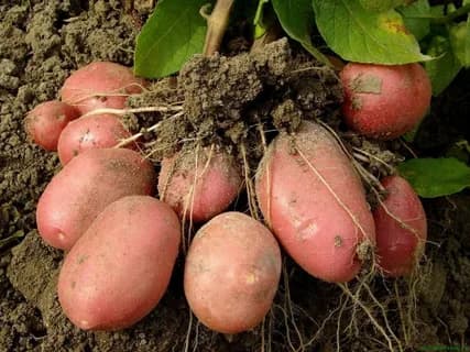 Картофель красный