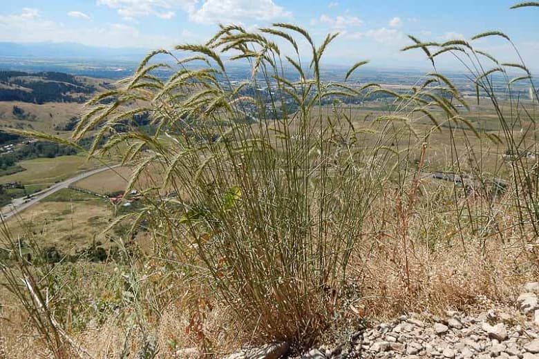 Elymus canadensis (Канадская дикая рожь)