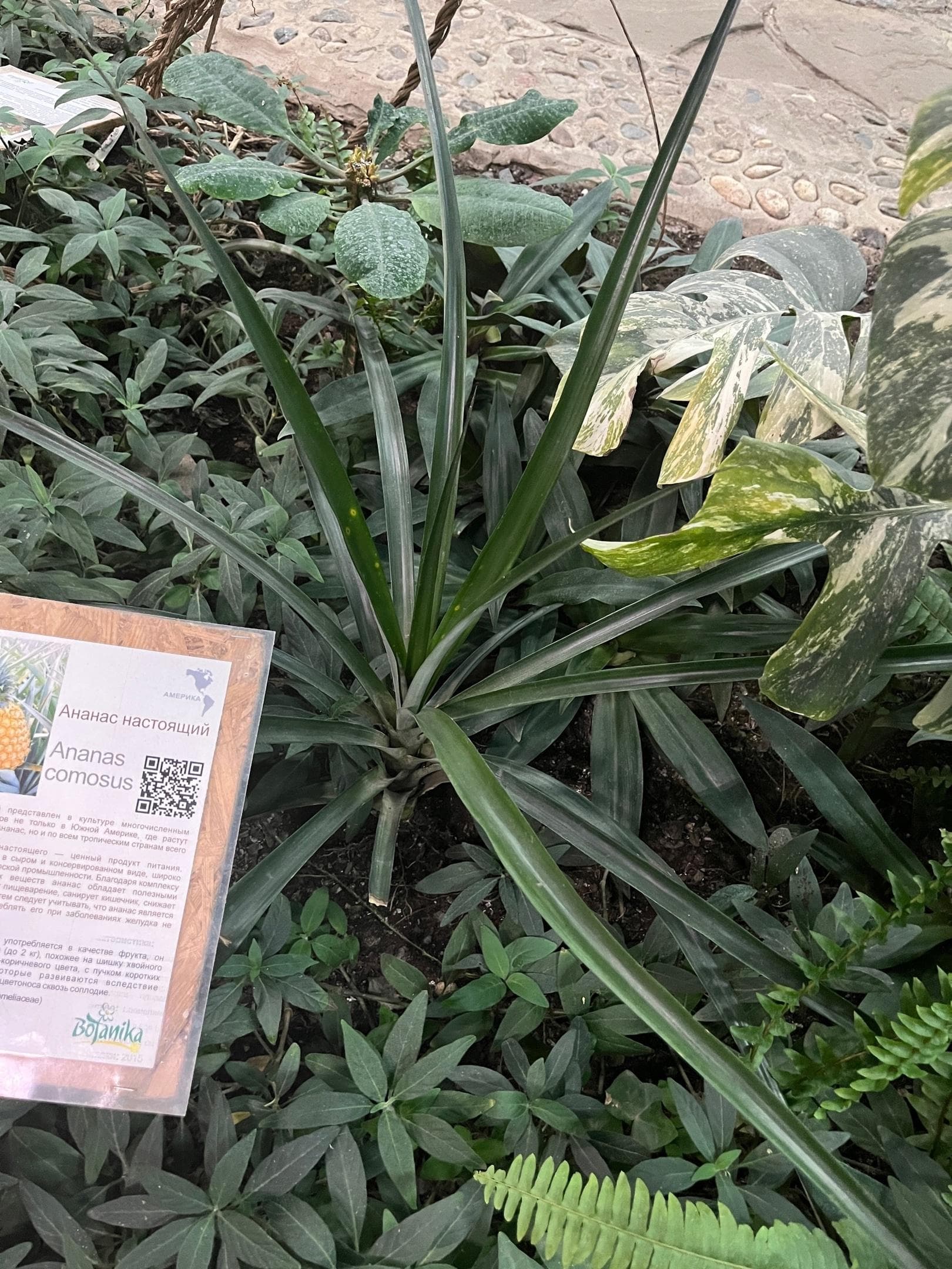 Ананас обыкновенный (Ananas comosus)