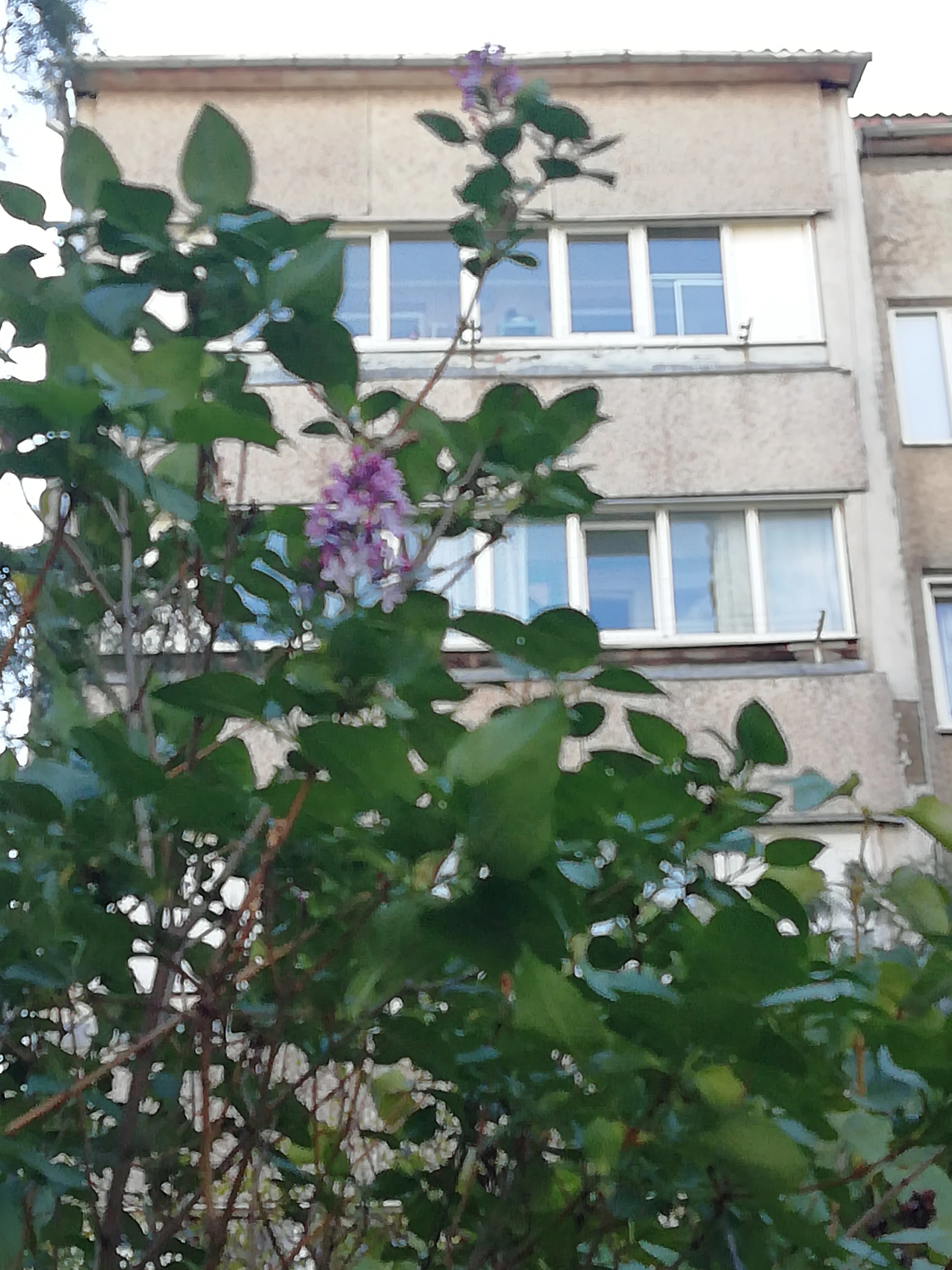 Цветёт сирень в октябре.