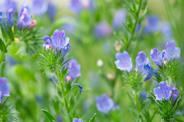 Echium vulgare 'Blue Bedder'