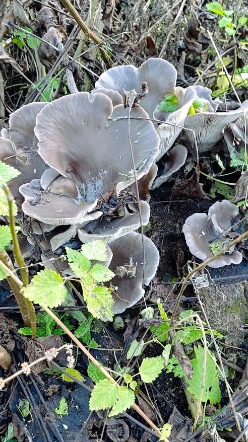 Вешенки на пне грецкого ореха