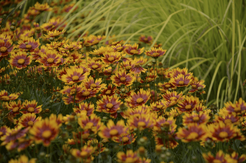 Coreopsis 'Рассвет'