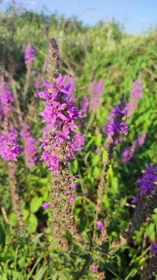 Плакун-трава, или дербенник иволистный (Lythrum salicaria)