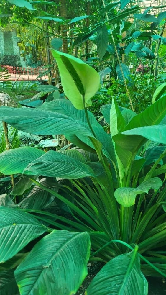 В оранжерее снова ощущается та самая атмосфера «женского счастья»