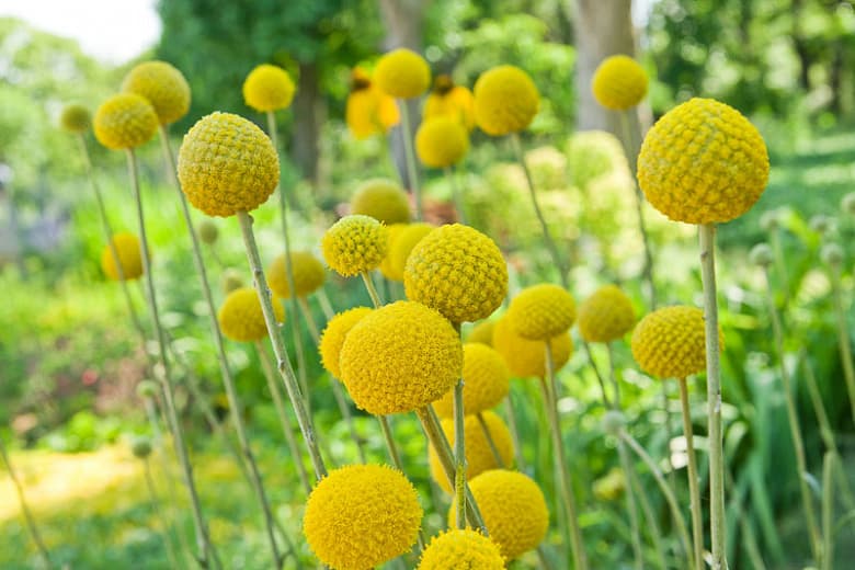 Craspedia globosa 'Golf Beauty' (Билли Баттонс)